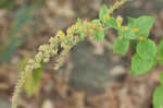 Autumn goldenrod 